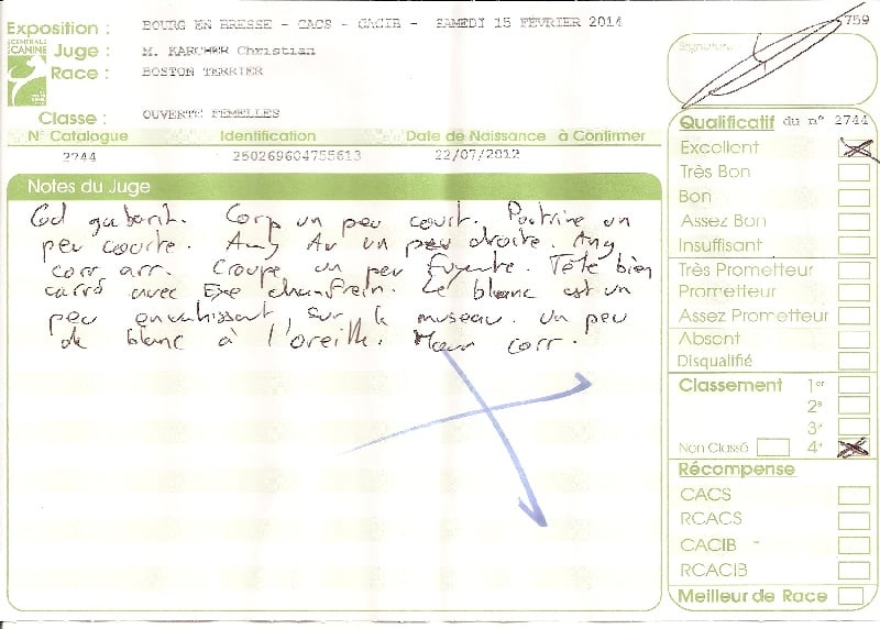 CH. Hella Sweeties Doggies - 4° EXCELLENT classe ouverte femelle SPECIALE BOSTON TERRIER