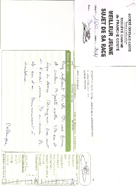 Frenesie de Cat'Pat - 1° excellent meilleur jeune boston terrier