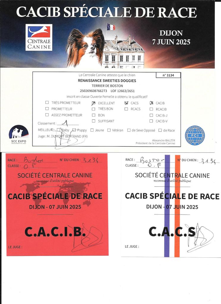 CH. Renaissance Sweeties Doggies - 1° EXC CACS CACIB spéciale de race