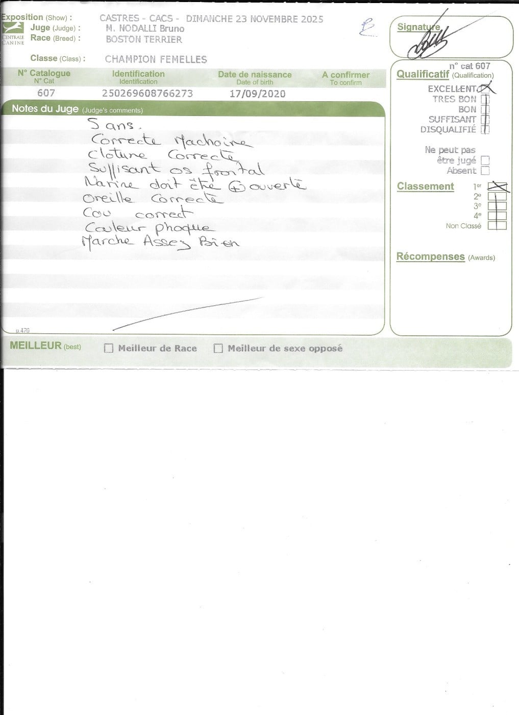 CH. Renaissance Sweeties Doggies - 1° EXCELLENT classe Champion