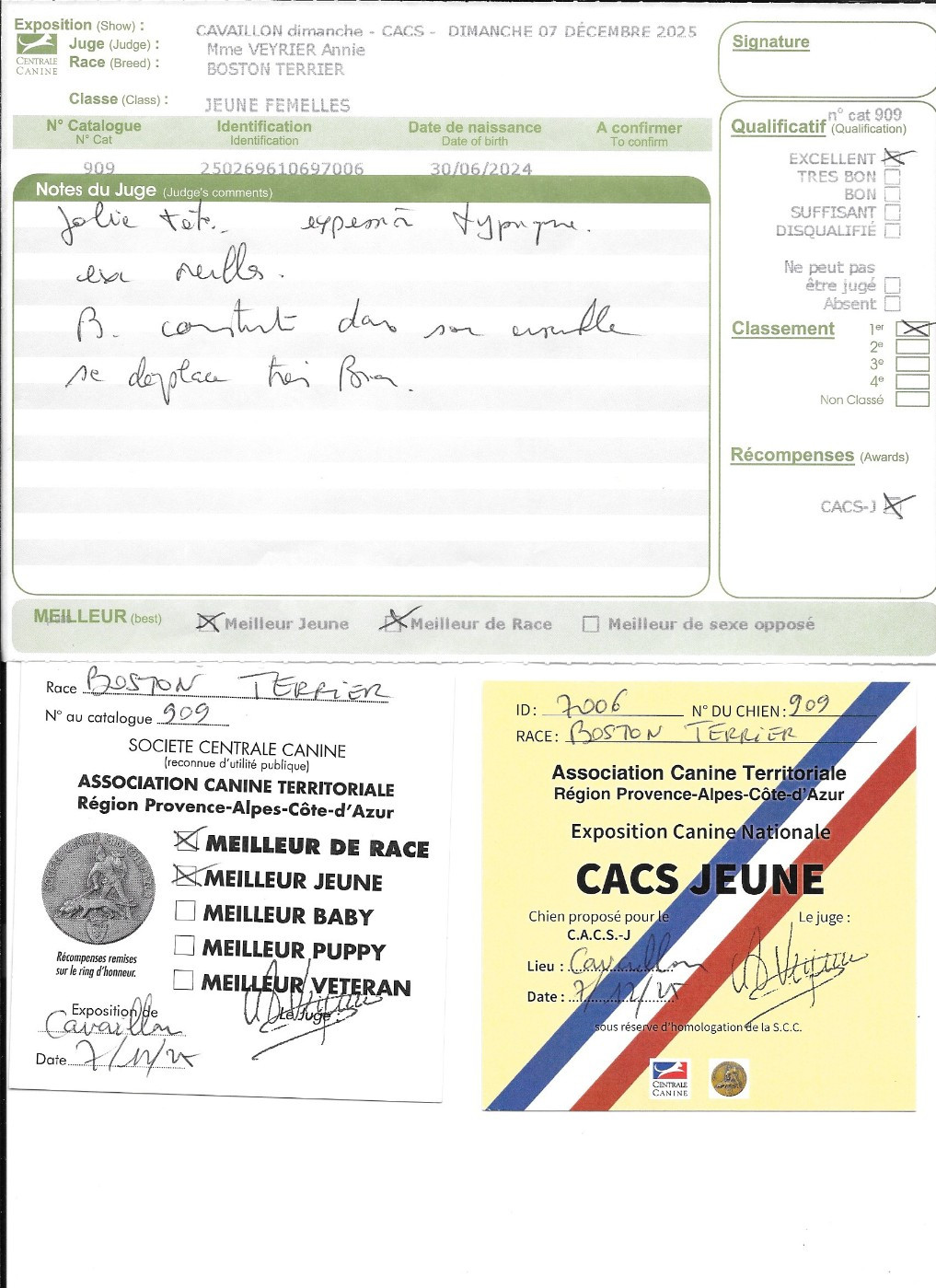 Verone Sweeties Doggies - 1° EXC CACSjeune MEILLEUR JEUNE BOB