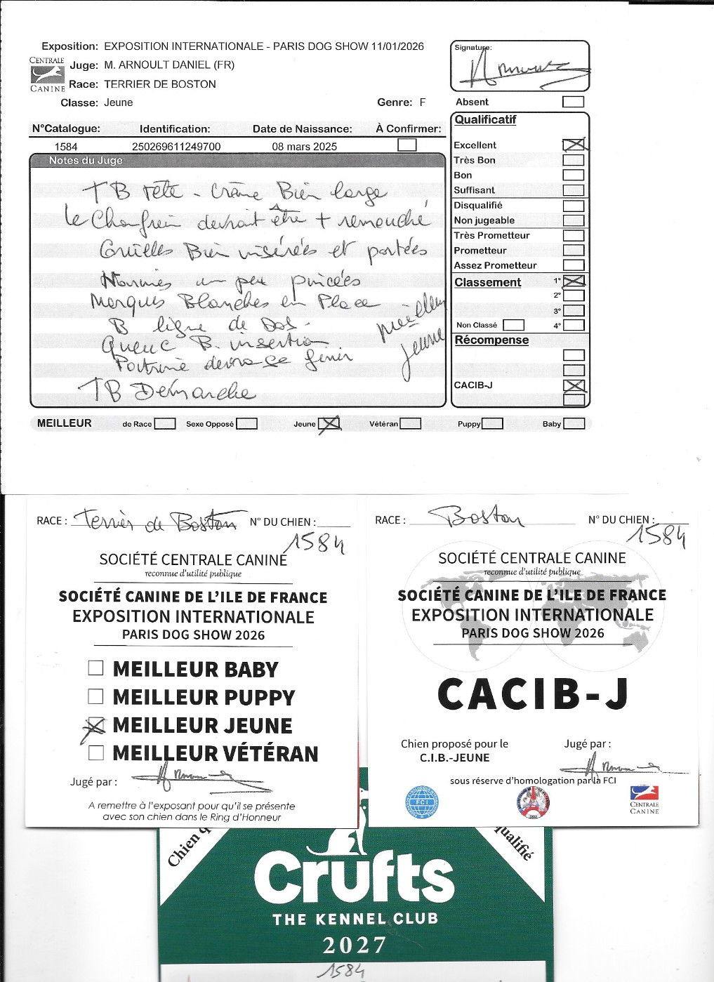 Agate Sweeties Doggies - CACIBjeune Meilleur jeune Sélectionnée CRUFTS 2027