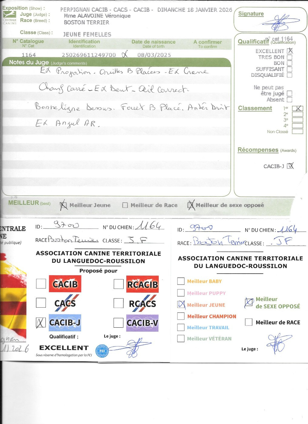 Agate Sweeties Doggies - CACIB jeune MEILLEUR JEUNE