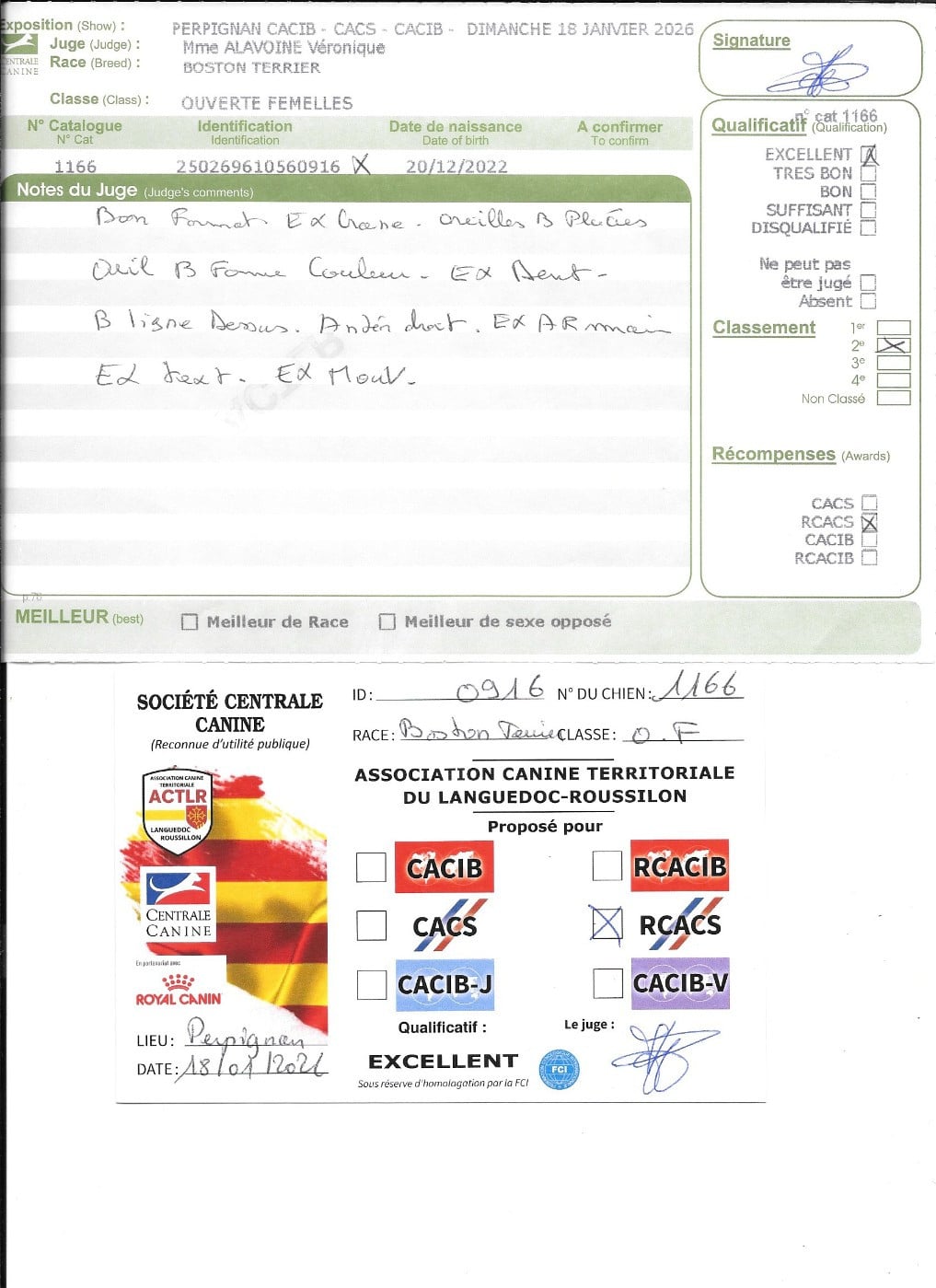 Topaze Sweeties Doggies - 2° EXC RCACS classe ouverte