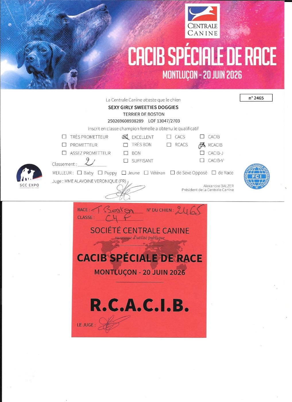 CH. Sexy girly Sweeties Doggies - 2° EXC RCACIB classe Champion
