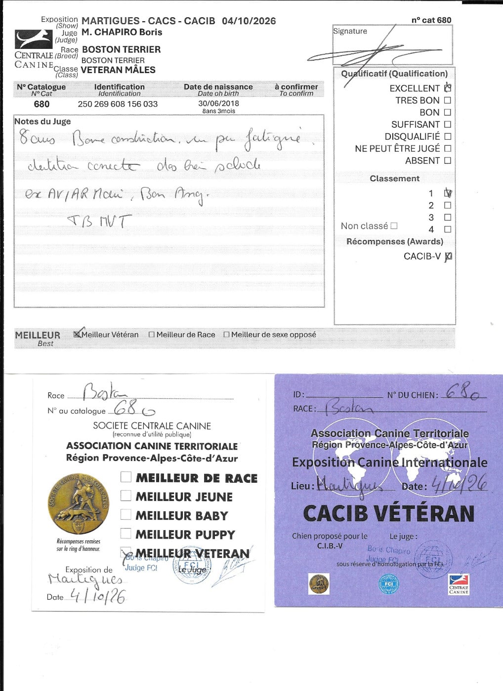 CH. Opus Sweeties Doggies - 1° EXC CACIB vétéran
