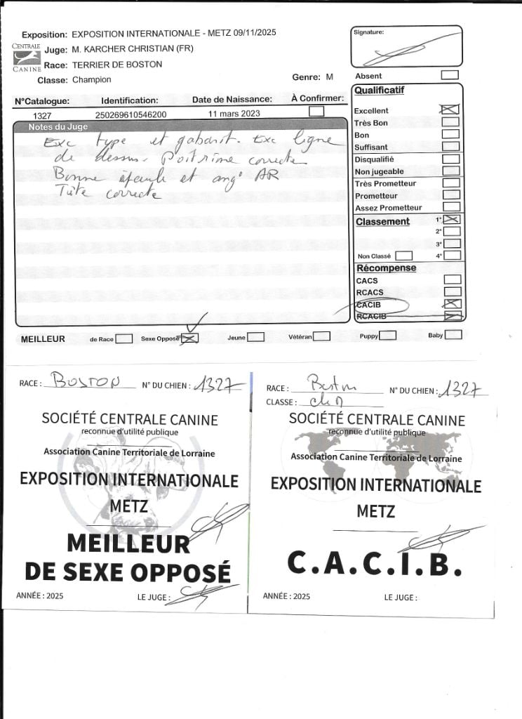 CH. Sexy girly Sweeties Doggies - 1° EXC CACIB BOS