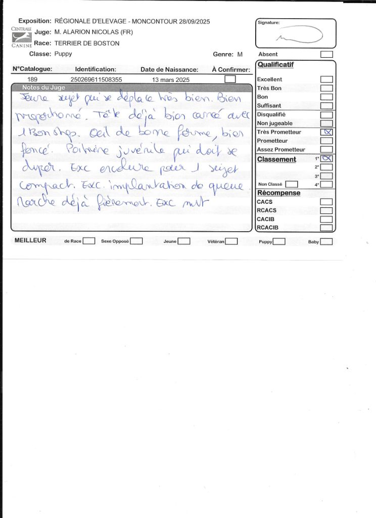 Ange Sweeties Doggies - MEILLEUR PUPPY