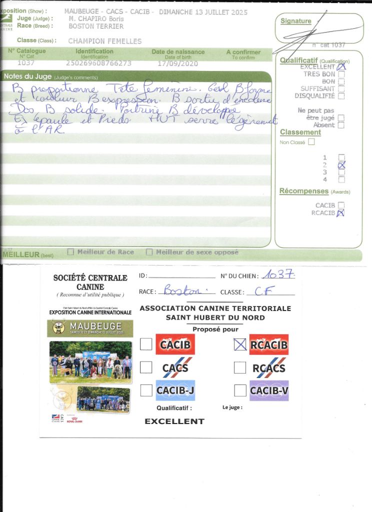 CH. Renaissance Sweeties Doggies - 2° EXC RCACIB classe champion