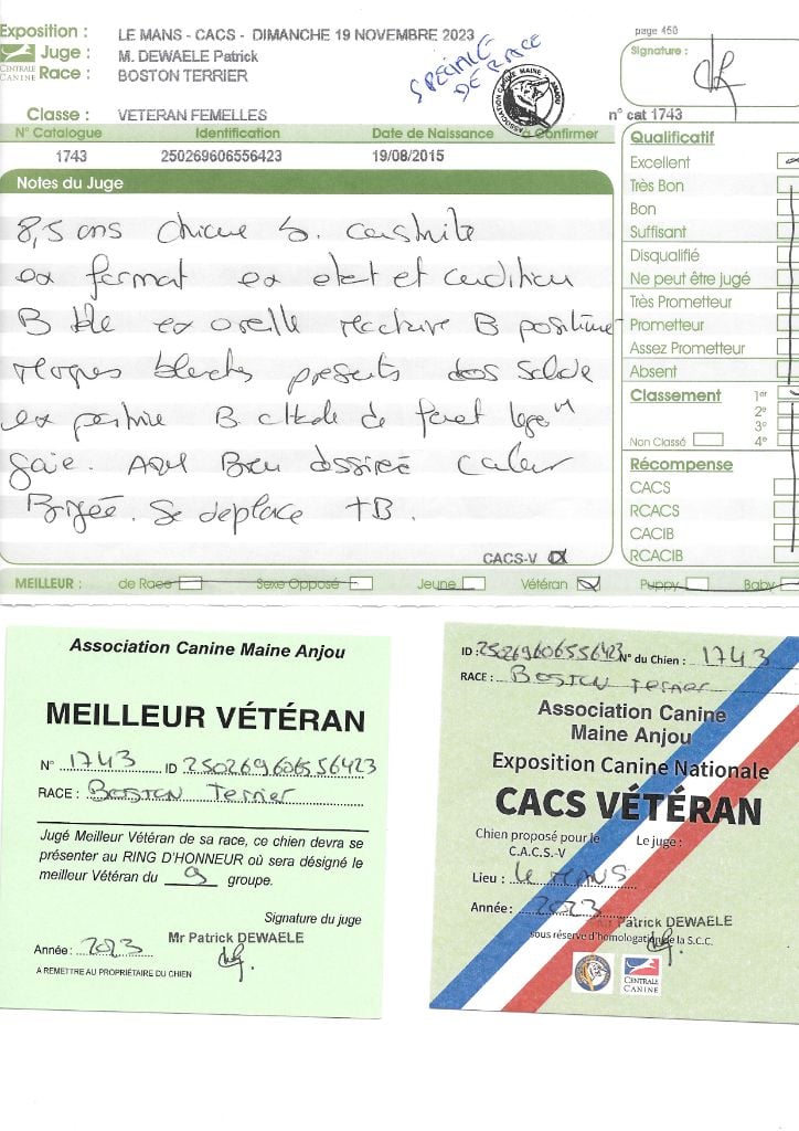 CH. Lolita Sweeties Doggies - 1° EXC CACS vétéran MEILLEUR Vétéran