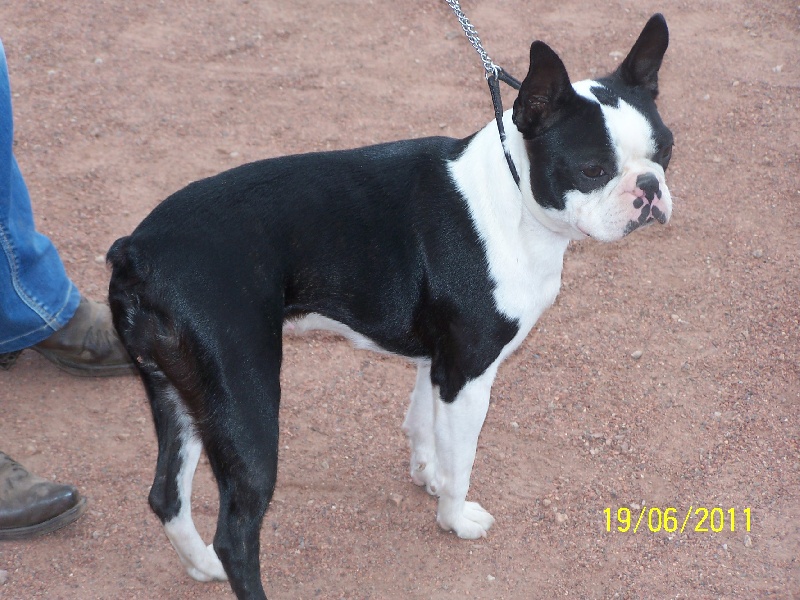 Frenesie de Cat'Pat - 1° excellent meilleur jeune boston terrier