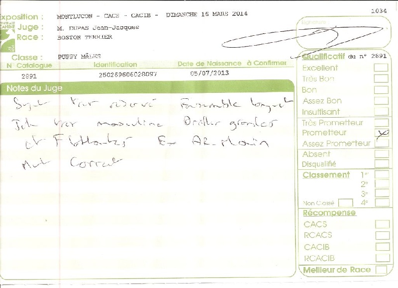 Isseo Sweeties Doggies - prometteur (spéciale BOSTON TERRIER )