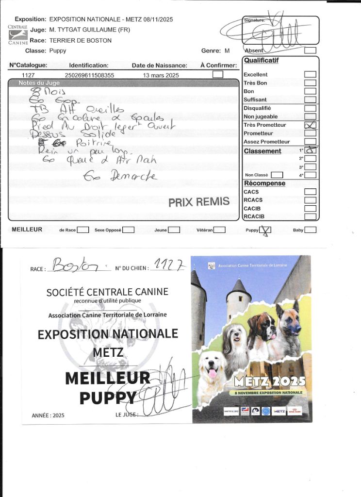 Ange Sweeties Doggies - 1° très prometteur classe puppy MEILLEUR PUPPY