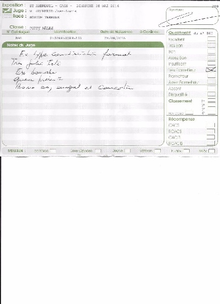 Loulou cacharel de Cat'Pat - très prometteur