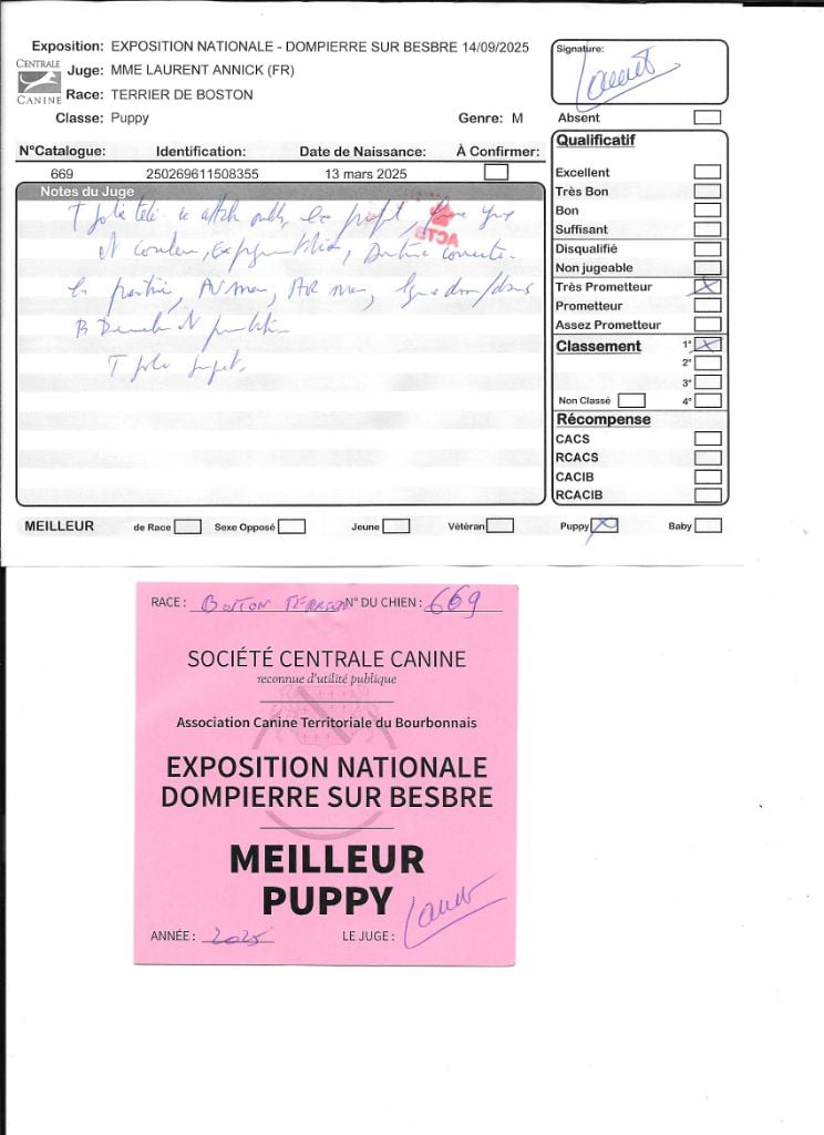 Ange Sweeties Doggies - MEILLEUR PUPPY