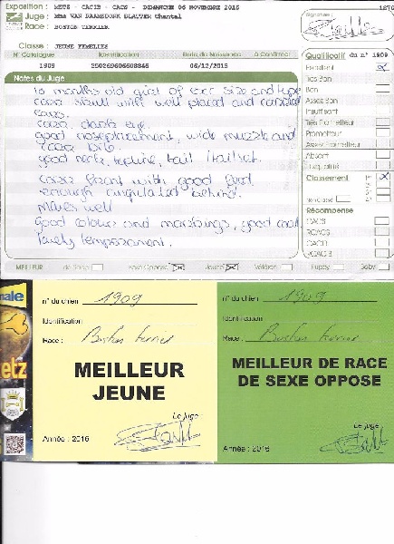 CH. Libertine Sweeties Doggies - 1° EXC MEILLEUR JEUNE et MEILLEUR de RACE de SEXE OPPOSE