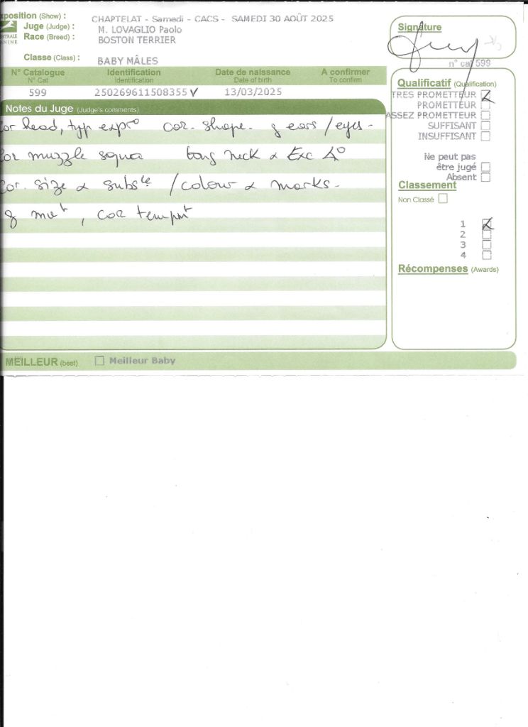 Ange Sweeties Doggies - TRES PROMETEUR