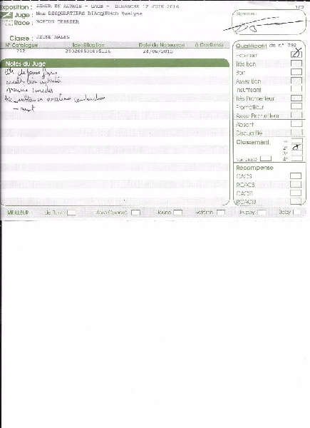 Loulou cacharel de Cat'Pat - 2°EXCELLENT classe Jeune SPECIALE BOSTON TERRIER