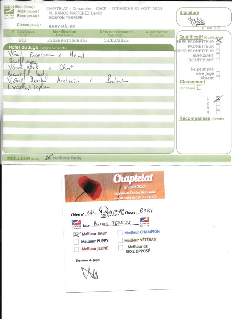 Ange Sweeties Doggies - MEILLEUR BABY