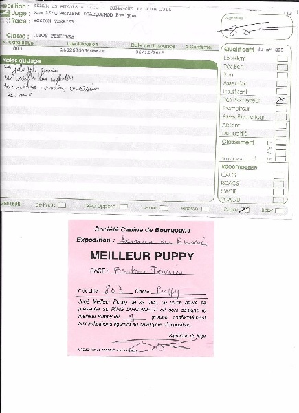 CH. Libertine Sweeties Doggies - MEILLEUR PUPPY SPÉCIALE BOSTON