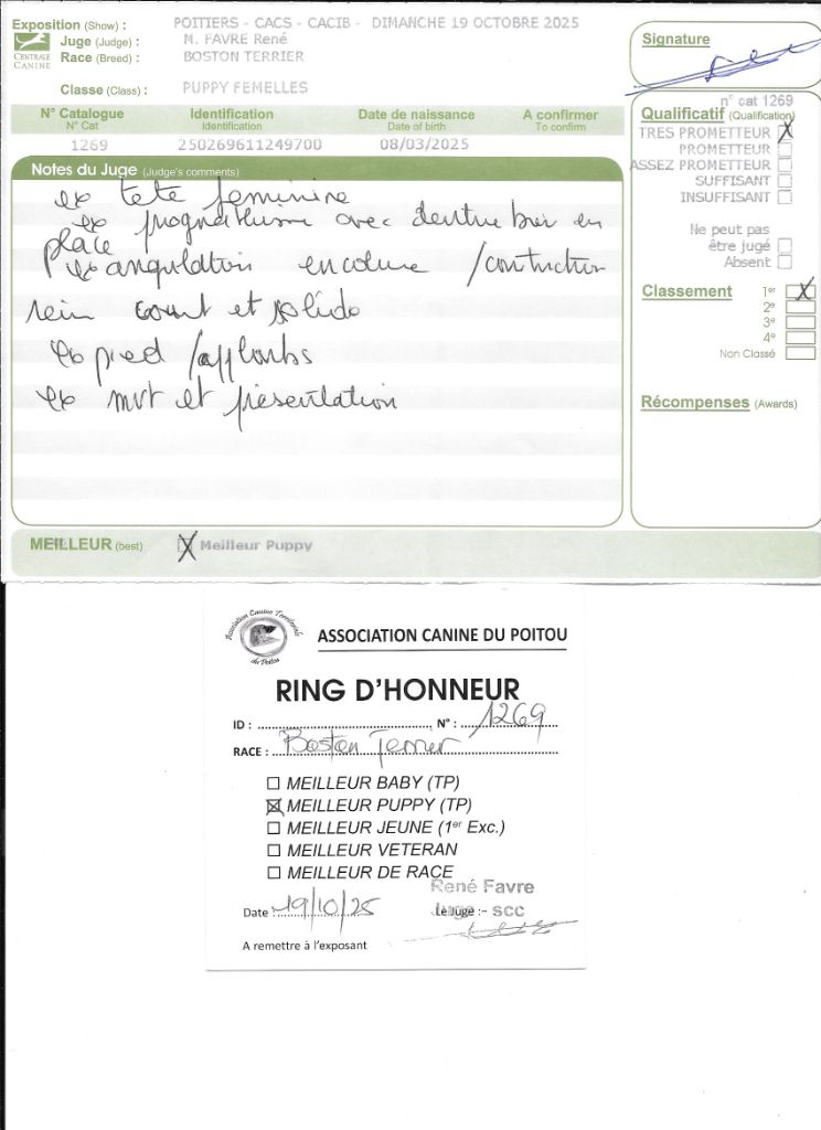 Agate Sweeties Doggies - MEILLEUR PUPPY