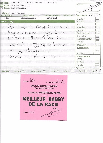 CH. Libertine Sweeties Doggies - MEILLEUR BABY Spéciale Boston Terrier