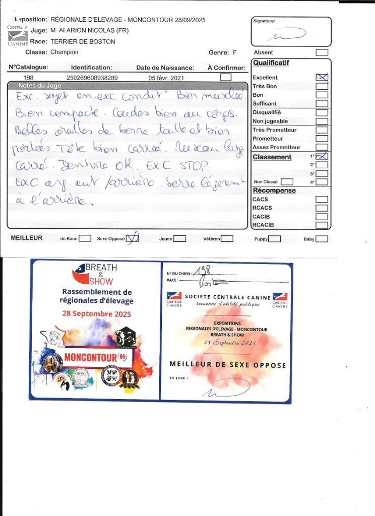 CH. Sexy girly Sweeties Doggies - 1° EXC BOS classe Champion