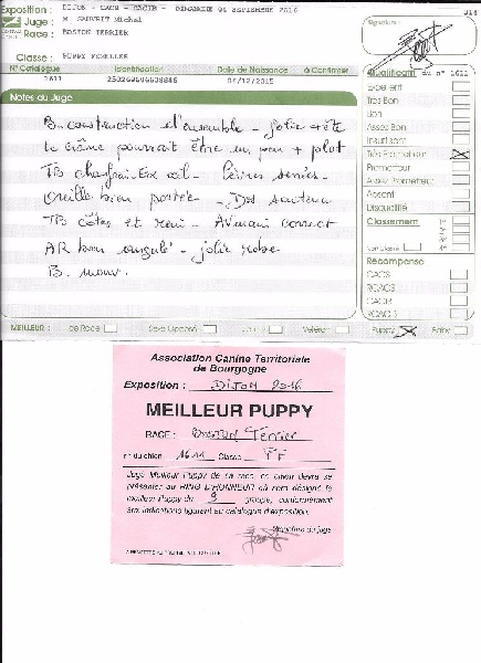 CH. Libertine Sweeties Doggies - MEILLEUR PUPPY