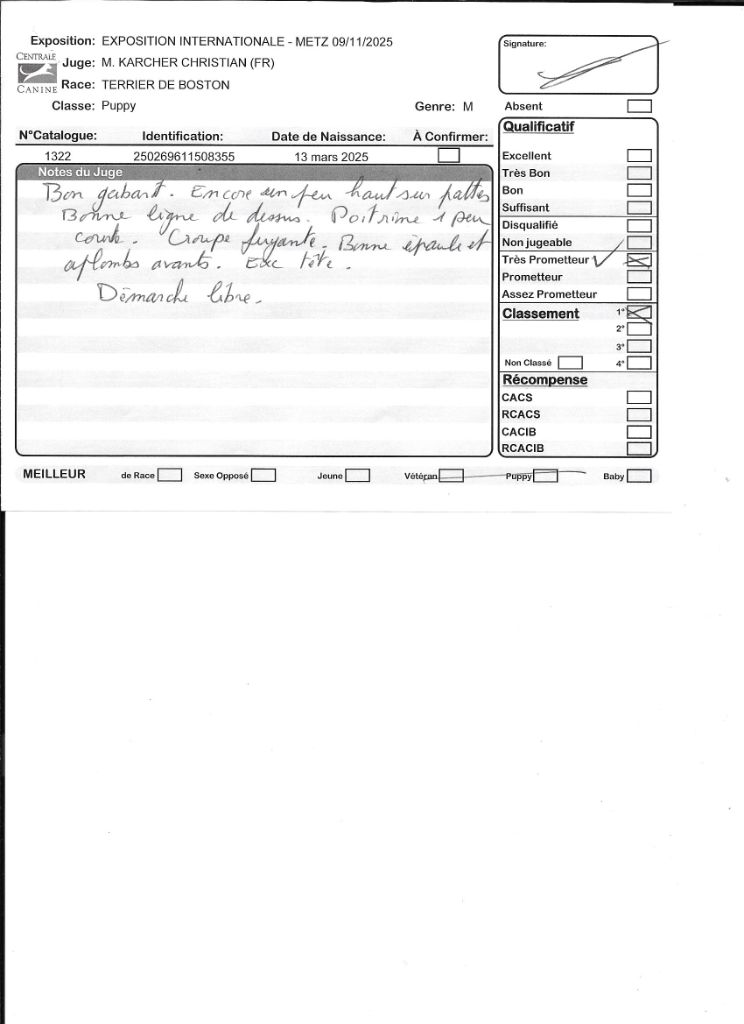 Ange Sweeties Doggies - 1° Très prometteur classe puppy