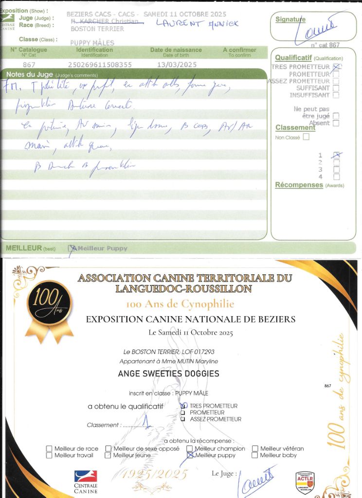 Ange Sweeties Doggies - 1° très prometteur MEILLEUR PUPPY