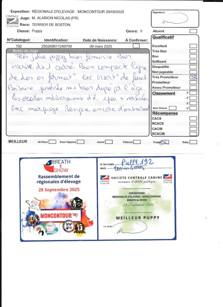 Agate Sweeties Doggies - MEILLEUR PUPPY