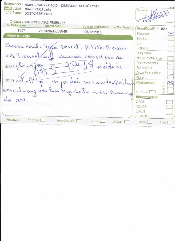 CH. Libertine Sweeties Doggies - 1° EXC classe intermédiaire