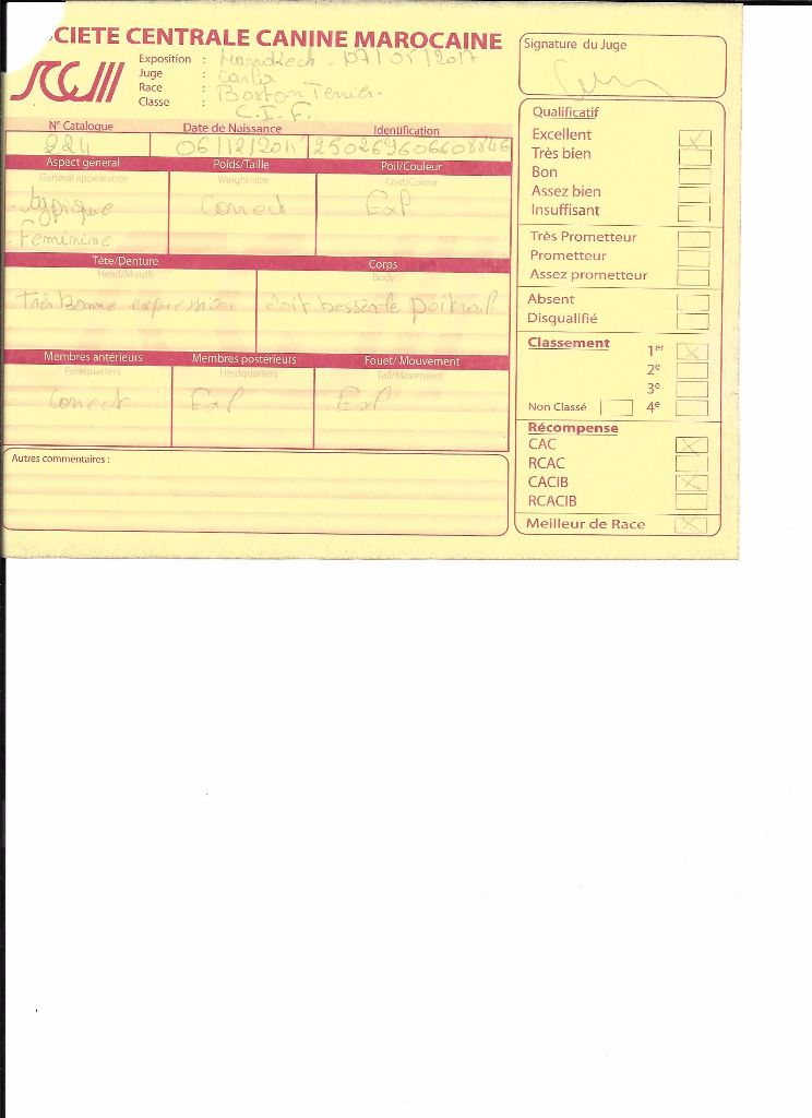 CH. Libertine Sweeties Doggies - 1° EXC CAC CACIB BOB Championne du MAROC