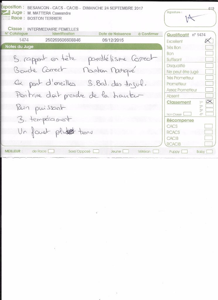 CH. Libertine Sweeties Doggies - 1° EXCELLENT classe intermédiaire