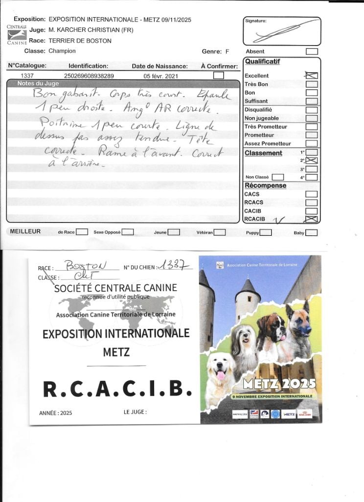 CH. Sexy girly Sweeties Doggies - 2° EXC RCACIB classe champion