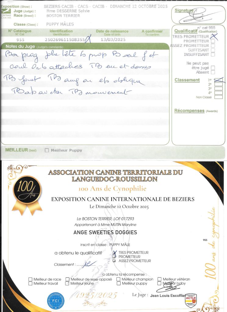Ange Sweeties Doggies - 1° TRES PROMETEUR classe puppy
