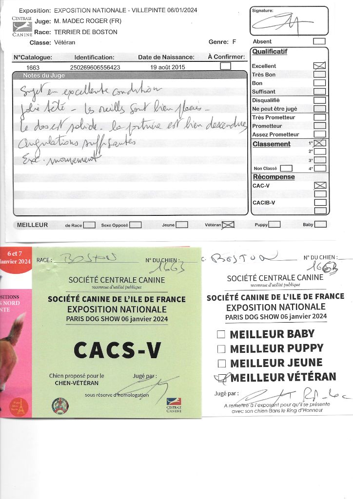 CH. Lolita Sweeties Doggies - 1° EXC CACS VETERAN MEILLEUR VETERAN