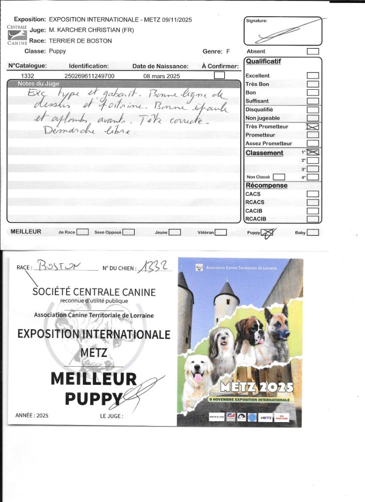 Agate Sweeties Doggies - MEILLEUR PUPPY