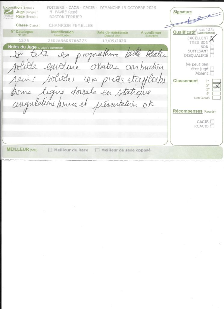 CH. Renaissance Sweeties Doggies - 2° EXC classe Champion