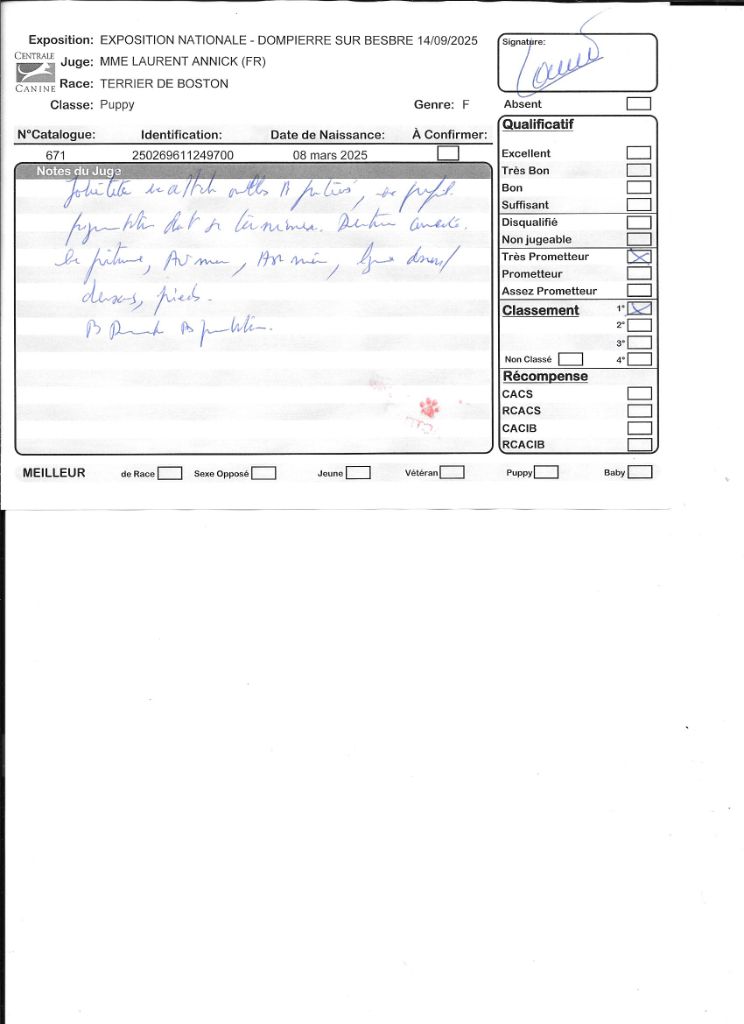 Agate Sweeties Doggies - TRES PROMETTEUR Classe puppy