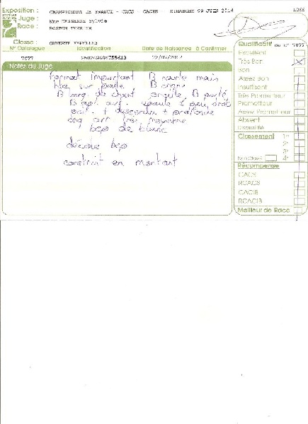 CH. Hella Sweeties Doggies - TRES BON NON CLASSEE ouverte femelle