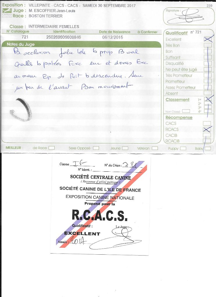 CH. Libertine Sweeties Doggies - 1° EXC RCACS classe intermédiaire