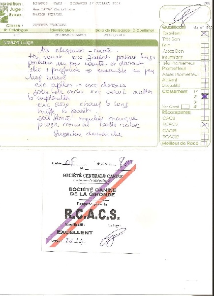 CH. Hella Sweeties Doggies - 2° EXCELLENTE RCACS classe ouverte