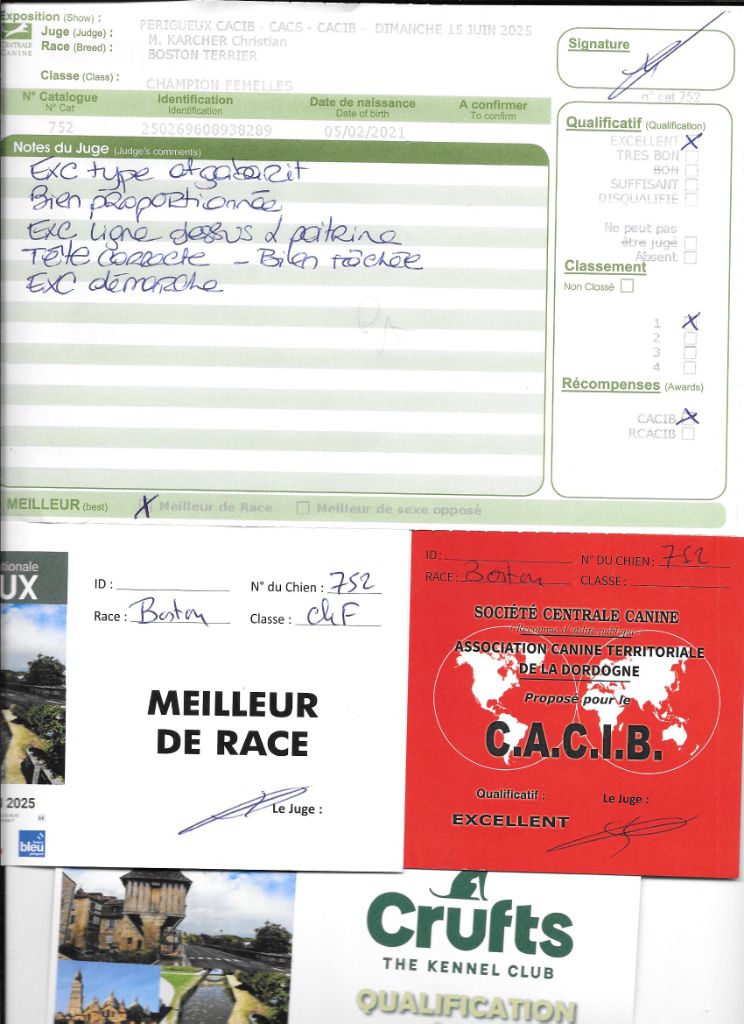 CH. Sexy girly Sweeties Doggies - CACIB BOB qualifié CRUFTS 2026