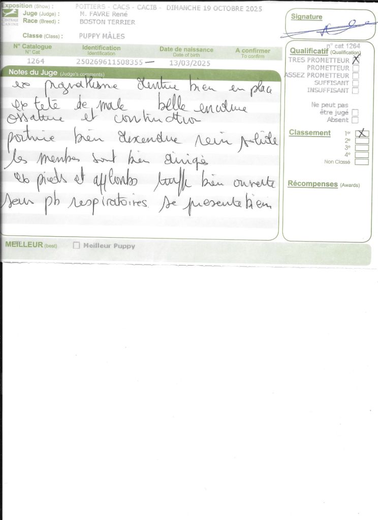 Ange Sweeties Doggies - 1° TRES PROMETEUR classe puppy