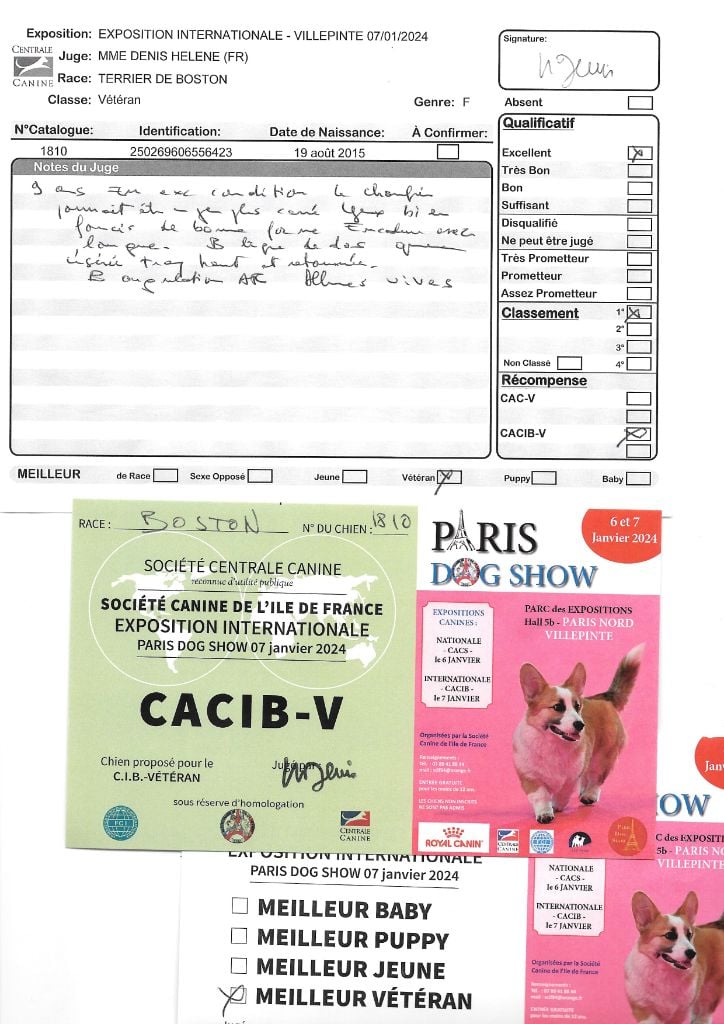 CH. Lolita Sweeties Doggies - CACIB Vétéran MEILLEUR Vétéran