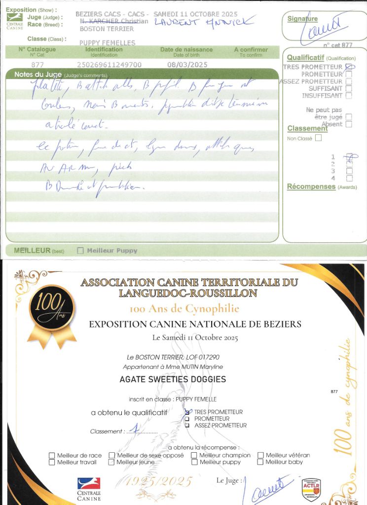 Agate Sweeties Doggies - 1° très prometteur classe puppy