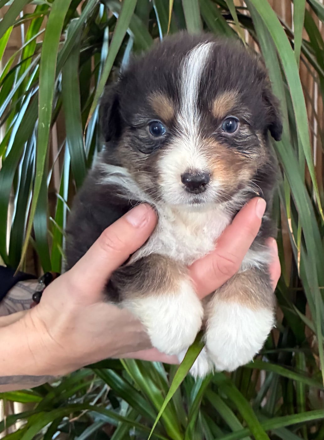 Berger Australien - des Elfes du Dolmen
