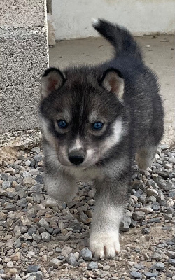 Les chiots de Siberian Husky