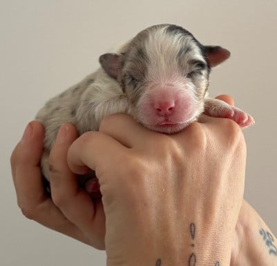Les chiots de Berger Australien
